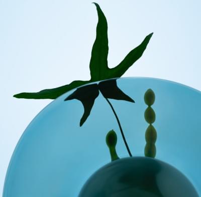 Transparences éphémères - Sophore du Japon 2 carré.jpg